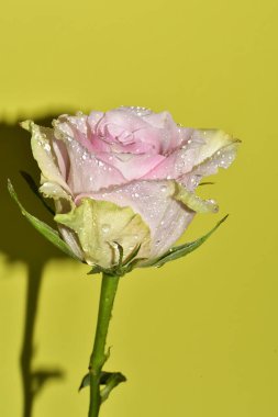 Sarı arkaplandaki güzel gül çiçeğinin yakın görüntüsü