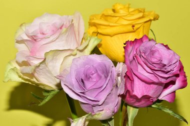 Sarı arka plandaki güzel güllerin manzarasını kapat.