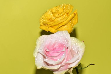 Sarı arka plandaki güzel güllerin manzarasını kapat.