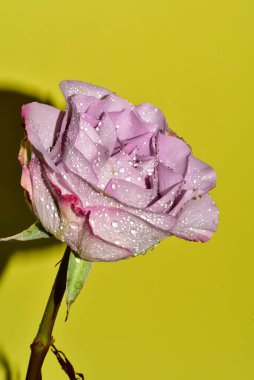 Sarı arkaplandaki güzel gül çiçeğinin yakın görüntüsü