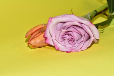 Açık yeşil arka planda güzel gül ve lale çiçeklerinin yakın plan çekimi.