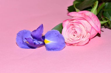 Pembe arka planda harika bir gül ve mor göz.