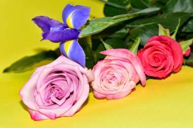 Güzel gül çiçeklerinin ve sarı arkaplandaki zambak manzarasını kapat.