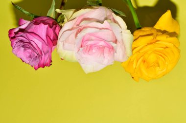 Sarı arka plandaki güzel güllerin manzarasını kapat.