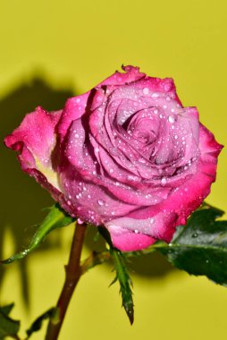 Açık yeşil arka planda güzel pembe gül çiçeğinin yakın plan çekimi