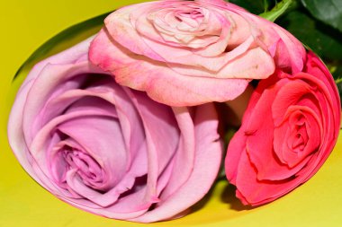 Açık yeşil arkaplanda güzel gül çiçeklerinin yakın çekimi