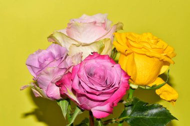 Sarı arka plandaki güzel güllerin manzarasını kapat.