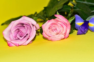 Güzel gül çiçeklerinin ve sarı arkaplandaki zambak manzarasını kapat.