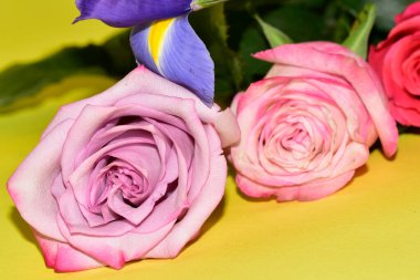 Güzel gül çiçeklerinin ve sarı arkaplandaki zambak manzarasını kapat.