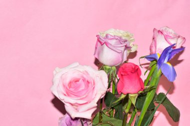 Pembe arka planda güzel güllerin ve iris çiçeklerinin manzarasını kapat.