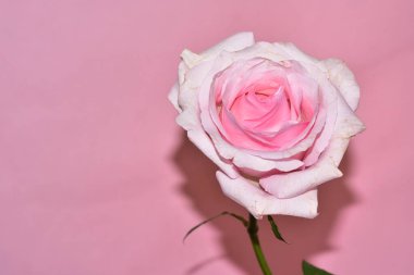 Pembe arka plandaki güzel gül çiçeğinin yakın görüntüsü