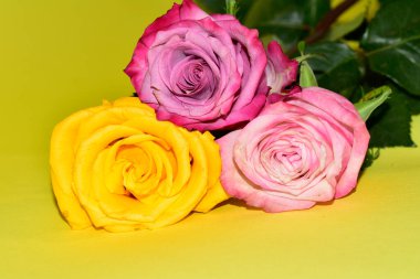 Sarı arka plandaki güzel güllerin manzarasını kapat.