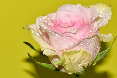 Sarı arkaplandaki güzel gül çiçeğinin yakın görüntüsü