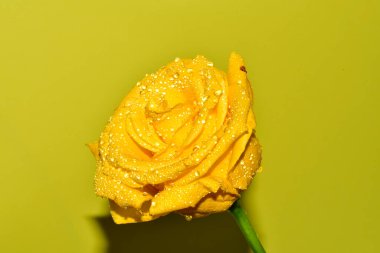 Sarı arkaplandaki güzel gül çiçeğinin yakın görüntüsü