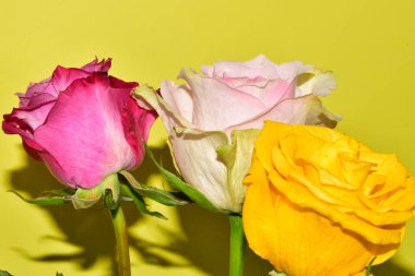 Sarı arka plandaki güzel güllerin manzarasını kapat.