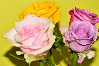 Sarı arka plandaki güzel güllerin manzarasını kapat.