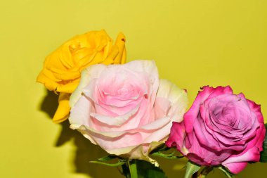 Sarı arka plandaki güzel güllerin manzarasını kapat.