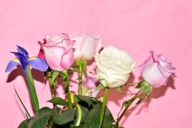 Pembe arka planda güzel güllerin ve iris çiçeklerinin manzarasını kapat.