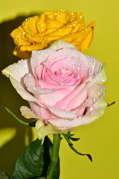 Zbliżenie Widok Piękne Róże Kwiaty Żółtym Tle — Zdjęcie stockowe