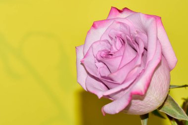 Sarı arka plan üzerinde güzel gül