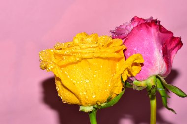 Pembe arka planda iki harika gül