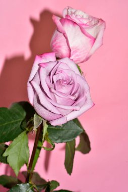 Pembe arka planda iki harika gül