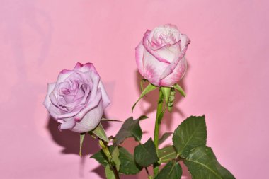 Pembe arka planda iki harika gül