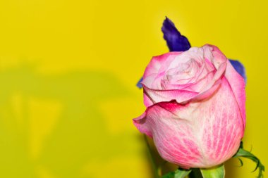 sarı arkaplanda gül ve mor zambak