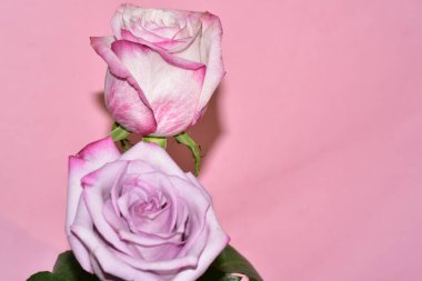 Pembe arka planda iki harika gül