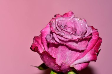 Pembe arka planda pembe bir gül