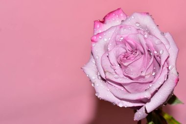 Pembe arka plandaki güzel gül çiçeğinin yakın görüntüsü