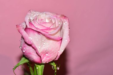 Pembe arka plandaki güzel gül çiçeğinin yakın görüntüsü