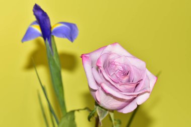 sarı arkaplanda gül ve mor zambak