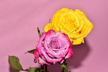 Pembe arka planda iki harika gül