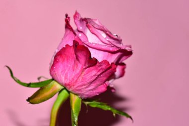 Pembe arka planda pembe bir gül