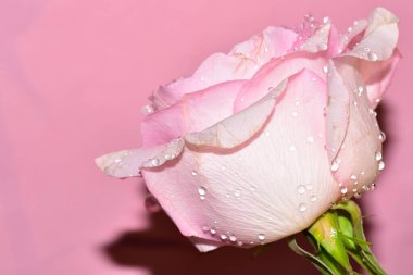 Pembe arka plandaki güzel gül çiçeğinin yakın görüntüsü