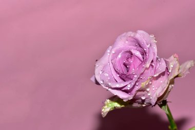 Pembe arka planda yumuşak mor gül