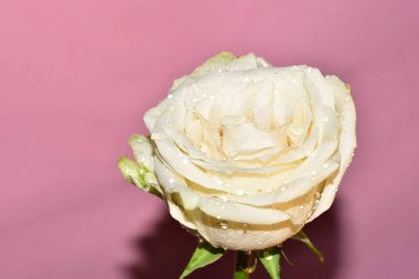 Pembe arka plandaki güzel gül çiçeğinin yakın görüntüsü