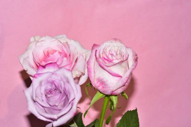 Pembe arka plandaki güzel güllerin manzarasını kapat.