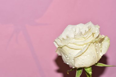 Pembe arka plandaki güzel gül çiçeğinin yakın görüntüsü