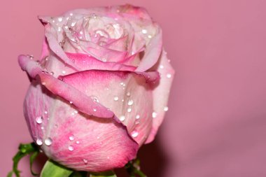 Pembe arka plandaki güzel gül çiçeğinin yakın görüntüsü