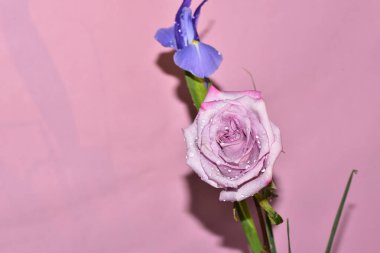 Pembe arka planda harika bir gül ve mor göz.