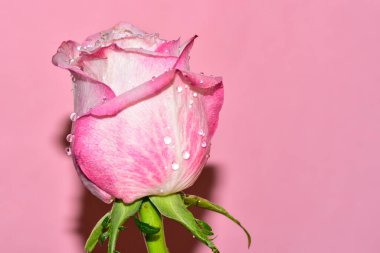 Pembe arka plandaki güzel gül çiçeğinin yakın görüntüsü