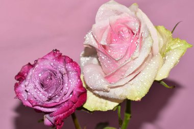 Pembe arka planda iki harika gül