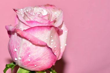 Pembe arka plandaki güzel gül çiçeğinin yakın görüntüsü