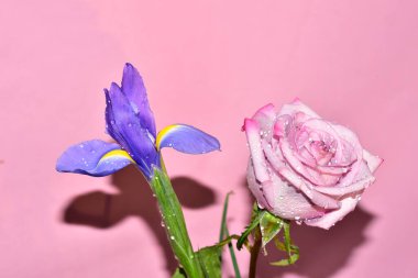 Pembe arka planda harika bir gül ve mor göz.