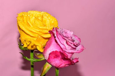 Pembe arka planda iki harika gül