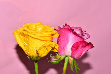 Pembe arka planda iki harika gül