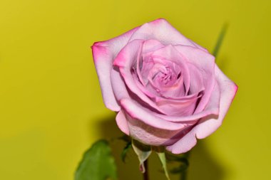 Sarı arka plan üzerinde güzel gül