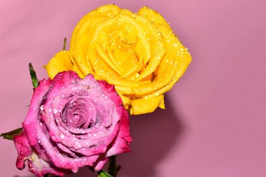 Pembe arka planda iki harika gül